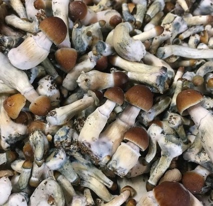 Attachment psilocybe cyanescens.jpg