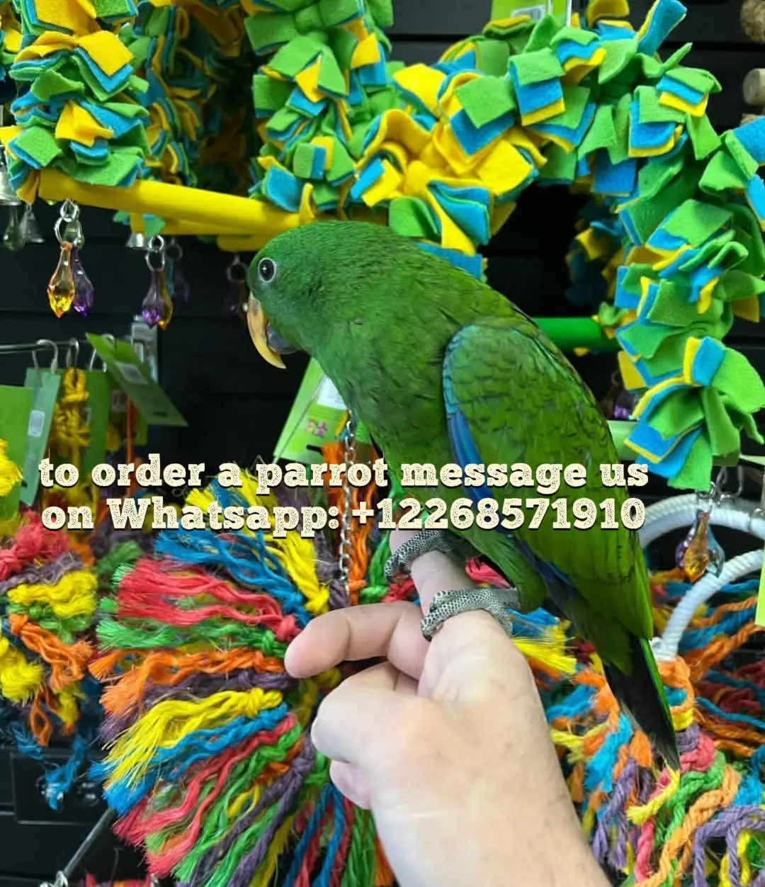 Whatsapp us: +12268571910 Parrots for Sale in Dubai , UAE , Qatar , Oman & Saudi Arabia – Healthy, Hand-Tamed, and Ready for